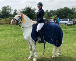 dressage horse Hello Charlie (Pony without race description, 2008)