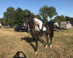 jumper Levinio 11 (German Sport Horse, 2007, from Levkoi)