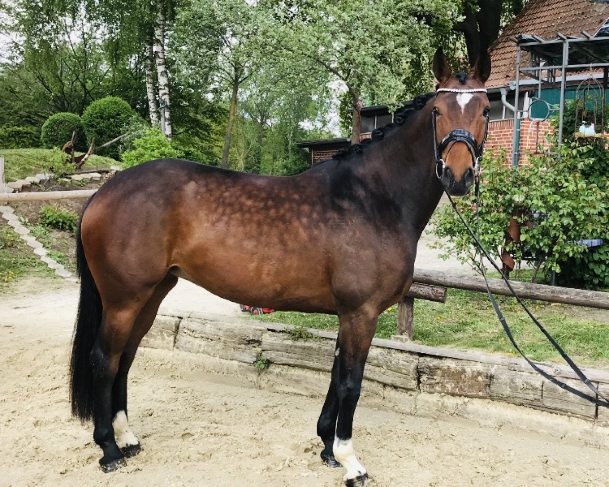 dressage horse Dimaggia (Oldenburg, 2015, from Dimaggio)