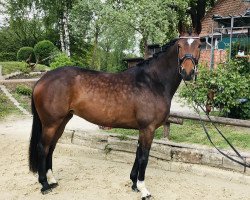 dressage horse Dimaggia (Oldenburg, 2015, from Dimaggio)