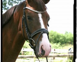 dressage horse Venena Royal (Hanoverian, 2016, from Veneno)