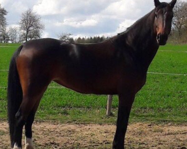 dressage horse Cacharell Z (Rhinelander, 2007, from Champion Z)