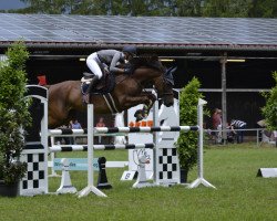 jumper Delkate du Buisson (Zangersheide Reitpferd, 2011, from Dutch Capitol)