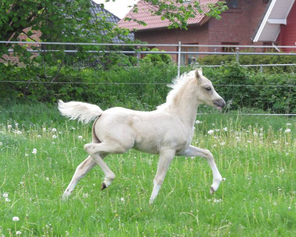 broodmare Letsfly Rosafine (German Riding Pony, 2019, from Cadlanvalley Sir Ivanhoe)