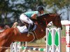 jumper Calumet de la Paix (Oldenburg show jumper, 2013, from Christos)