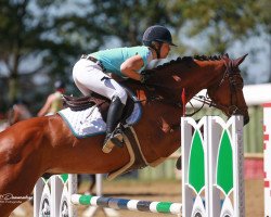 jumper Calumet de la Paix (Oldenburg show jumper, 2013, from Christos)