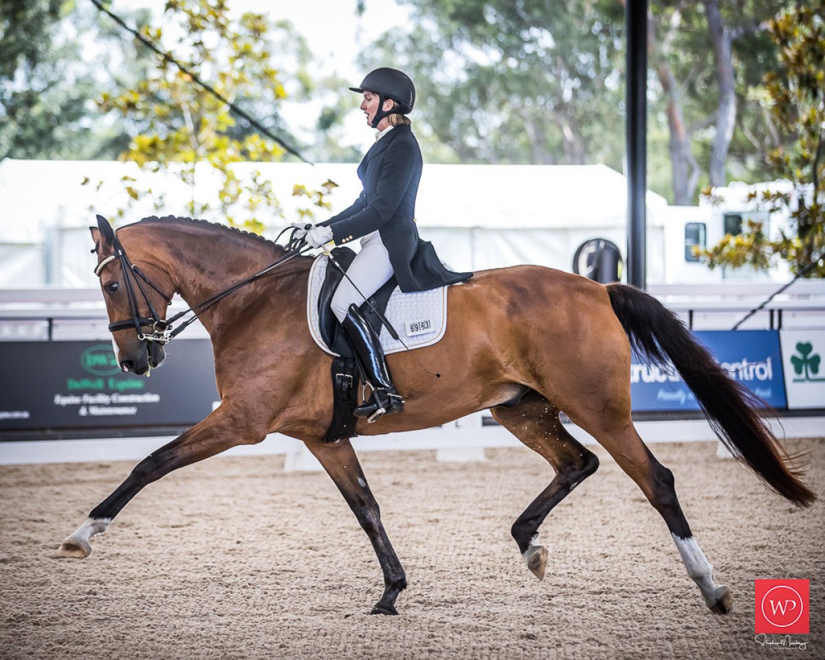 dressage horse Neversfelde Springbok (Australian Wamblood, 2007, from Sir Donnerhall I)