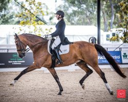 Dressurpferd Neversfelde Springbok (Australisches Warmblut, 2007, von Sir Donnerhall I)