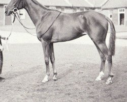 broodmare Desdemona xx (Thoroughbred, 1952, from Dante xx)