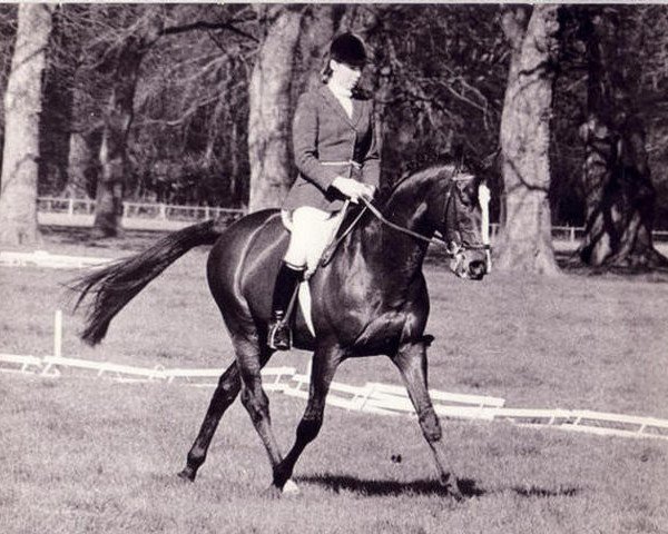 stallion Xenocles xx (Thoroughbred, 1960, from Nearula xx)