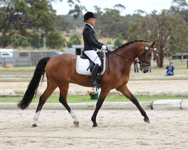 horse Neversfelde Rafael (Australian Wamblood, 2006, from Rotspon)