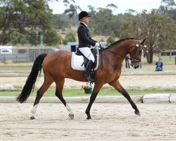 Pferd Neversfelde Rafael (Australisches Warmblut, 2006, von Rotspon)