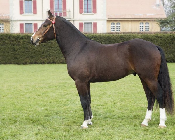stallion Navarino CH (Freiberger, 2013, from Niro)