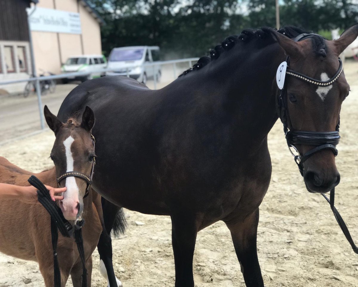 Dressurpferd Diamond's Dilaila (Deutsches Reitpony, 2019, von Diamond Touch NRW)
