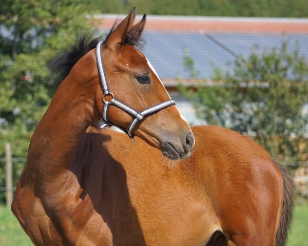 dressage horse Darwin de Luxe (German Warmblood, 2019, from Darios ll)