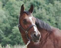 jumper Numero Uno (KWPN (Royal Dutch Sporthorse), 2002, from Numero Uno)