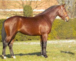 stallion Natif des Aiges (Freiberger, 2001, from Nico VII CH)