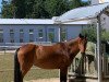 jumper El Vira (German Riding Pony, 2005, from Sambesi)