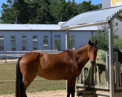 Springpferd El Vira (Deutsches Reitpony, 2005, von Sambesi)