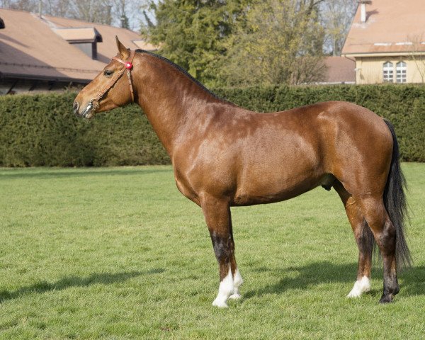 dressage horse Nathan CH (Freiberger, 2013, from Nadal III CH)