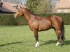 dressage horse Nathan CH (Freiberger, 2013, from Nadal III CH)