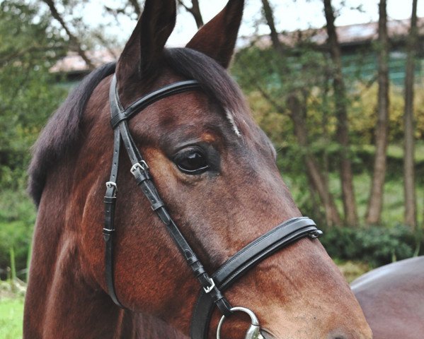 Springpferd Palmira (KWPN (Niederländisches Warmblut), 2005, von Placido)