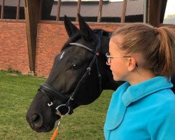 dressage horse Fallou 3 (Hanoverian, 2015, from Finest)