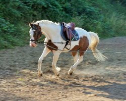 Pferd Jockers Son (Kleines deutsches Reitpferd, 2015, von Jocker)