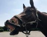 dressage horse Ribery 32 (Rhinelander, 2011, from Rosengold)