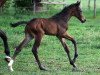 dressage horse Goldmund (Oldenburg, 2019, from Goldball)