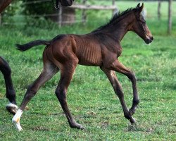 dressage horse Goldmund (Oldenburg, 2019, from Goldball)