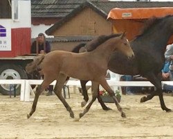 jumper Del Fairy (Holsteiner, 2019, from Del 'Arko d'Henvet)