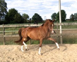 broodmare Katarina (KWPN (Royal Dutch Sporthorse), 2015, from Emilano)