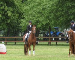 dressage horse Rackham the Red (Swedish Warmblood, 2005, from Rubinrot)