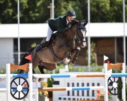 jumper Cool Scendy (Zangersheide riding horse, 2010, from Hunter's Scendix)