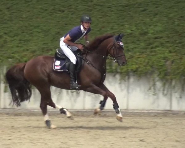 Reitturnier Lohmar-Halberg 2016