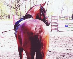 dressage horse Caramell M (Oldenburg show jumper, 2014, from Coupe d`Or)