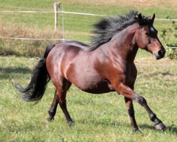 broodmare F-Karna Moxl. (Connemara Pony, 2000, from Carna Gold)