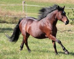 broodmare F-Karna Moxl. (Connemara Pony, 2000, from Carna Gold)