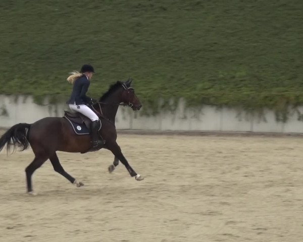 Reitturnier Lohmar-Halberg 2016