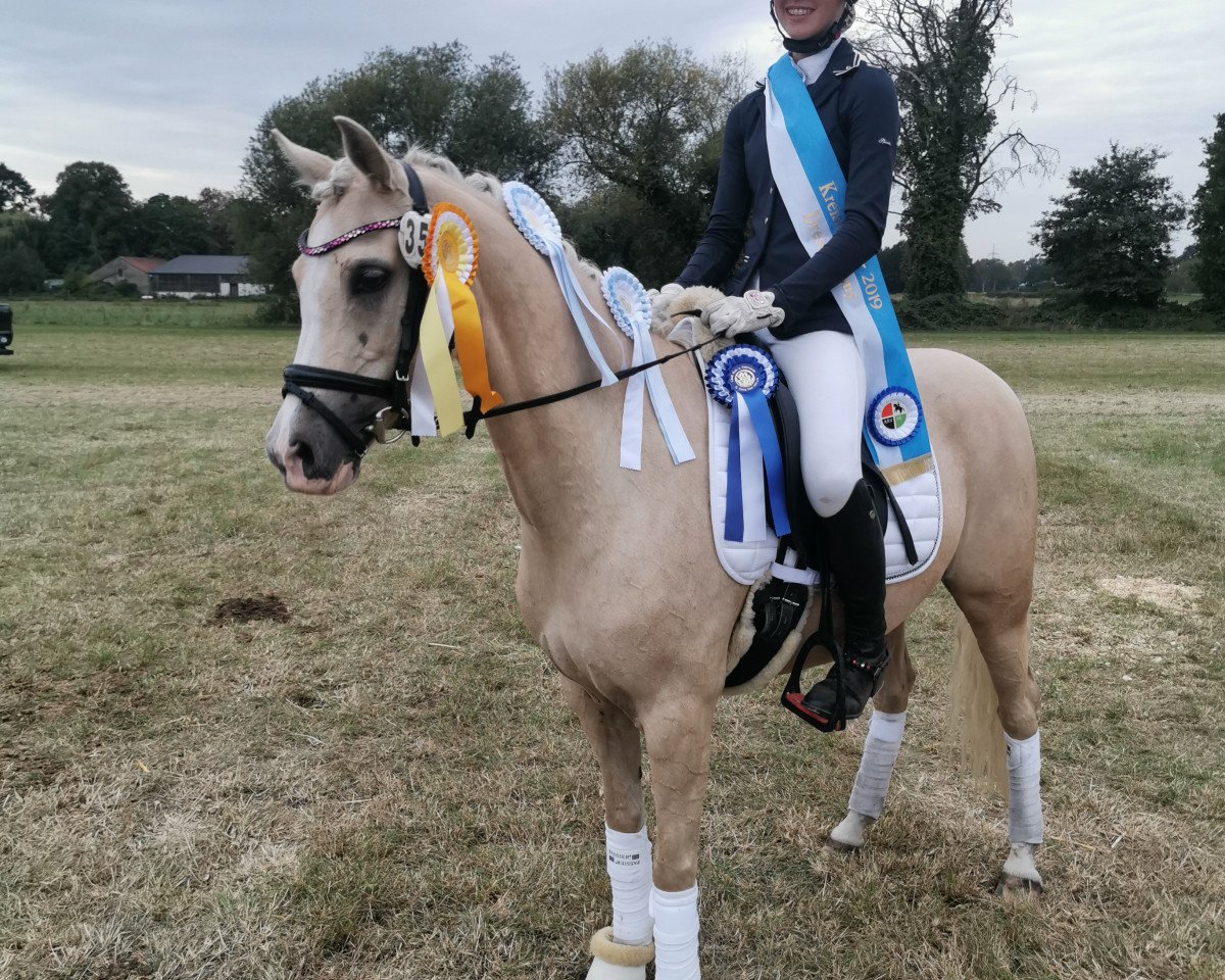 Dressurpferd Zentos Lillyfee (Deutsches Reitpony, 2009, von Top Zento)