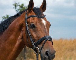 Springpferd Lassandro 25 (Westfale, 2002, von Lancer III)