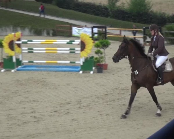 Reitturnier Lohmar-Halberg 2016