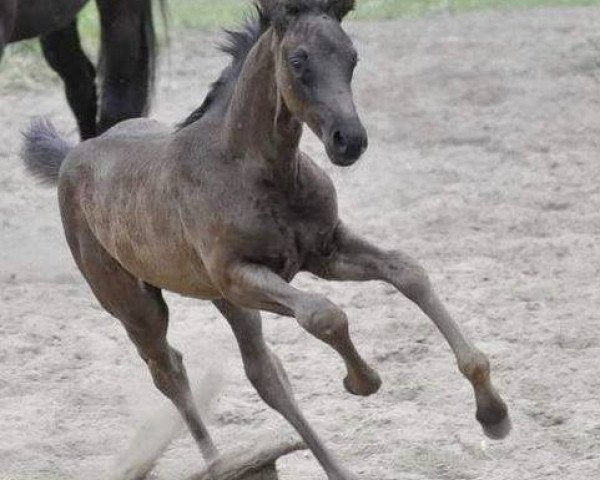 dressage horse Stiena 3 (Westphalian, 2013, from Stoiber SN)