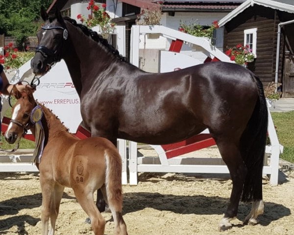 Zuchtstute Naomi (Deutsches Reitpony, 2001, von Nature Boy)