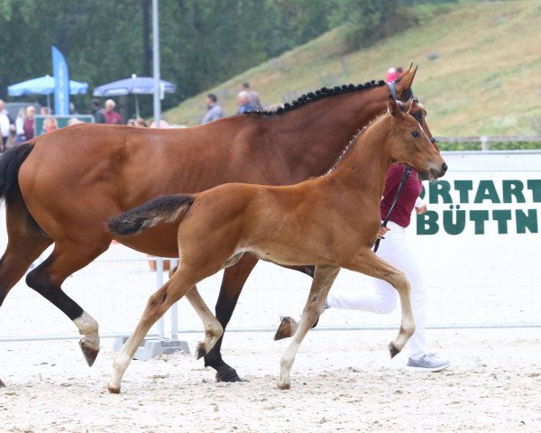 Zuchtstute Bounty Girl G (Deutsches Sportpferd, 2019, von Quitoll)