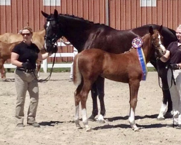 dressage horse Querida (Oldenburg, 2014, from Qredit Hilltop)