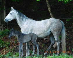 Deckhengst Azraff (Arabisches Halbblut / Partbred, 2019, von Grazian AS ox)