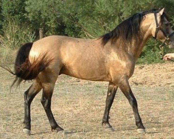 stallion Kevin von Schueracher (Connemara Pony, 1989, from Cheviot Midas)