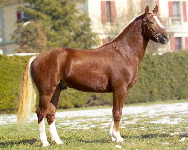 Pferd Coventry CH (Freiberger, 2001, von Charleston)